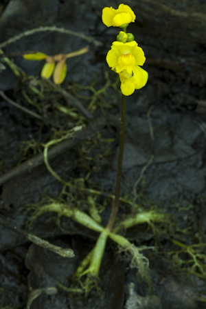 Utricularia radiata