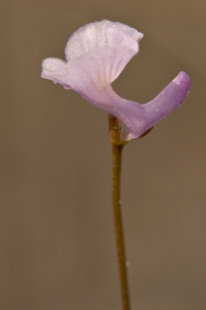 Utricularia resupinata