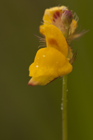 Utricularia simulans