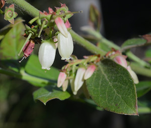 Vaccinium corymbosum