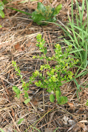 Vaccinium myrsinites