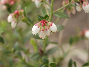 Vaccinium myrsinites