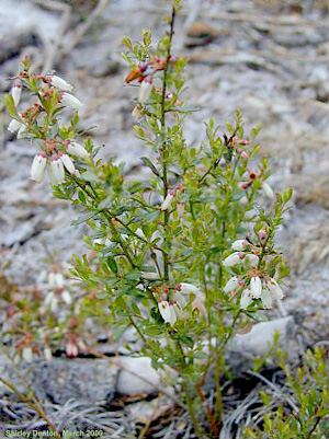 Vaccinium myrsinites