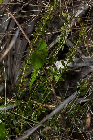 Vaccinium myrsinites