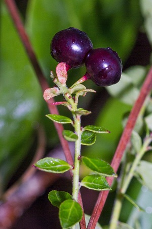 Vaccinium myrsinites