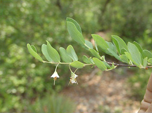 Vaccinium stamineum