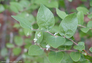 Vaccinium stamineum