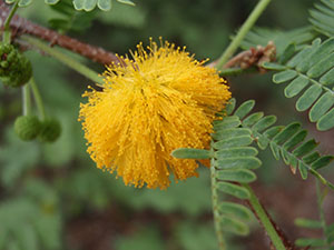 Vachellia farnesiana