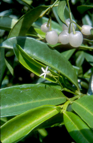 Vallesia antillana