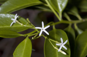 Vallesia antillana