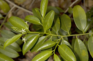 Vallesia antillana