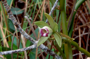 Vanilla barbellata