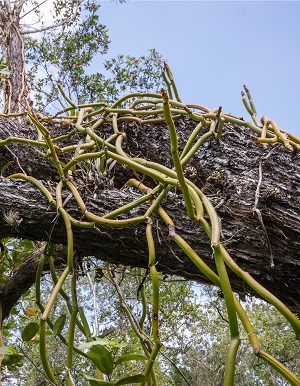 Vanilla barbellata