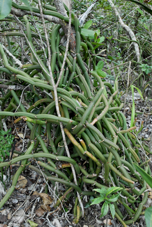 Vanilla barbellata