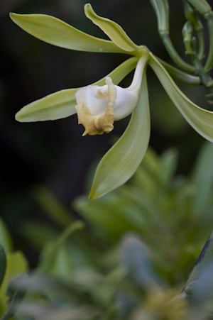 Vanilla phaeantha
