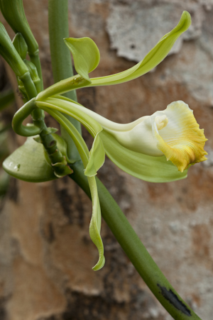 Vanilla phaeantha