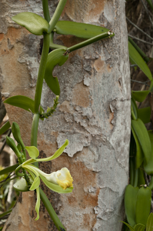 Vanilla phaeantha