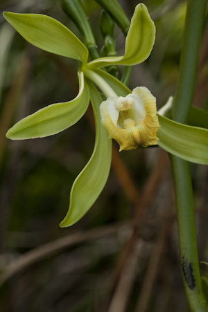 Vanilla phaeantha