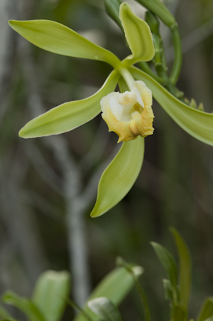 Vanilla phaeantha