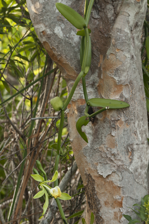 Vanilla phaeantha