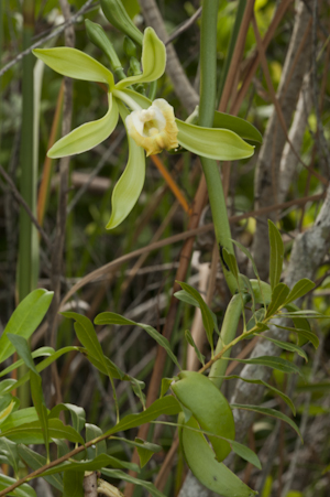 Vanilla phaeantha