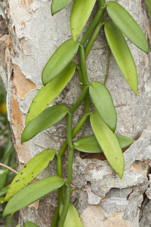 Vanilla phaeantha