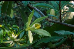 Vanilla planifolia