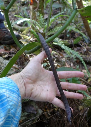 Vanilla planifolia