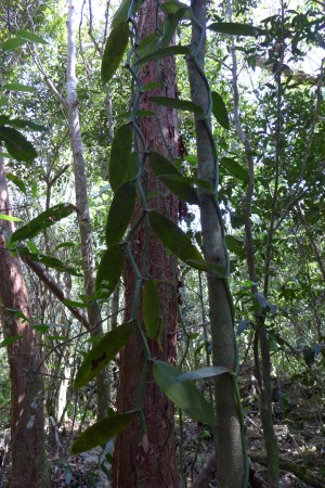 Vanilla planifolia