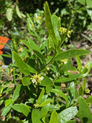 Varronia bahamensis