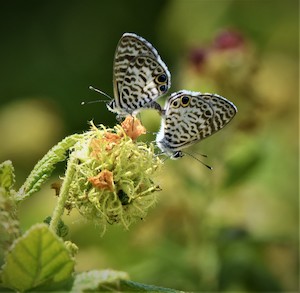 Varronia bullata