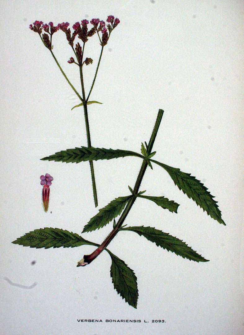 Verbena bonariensis