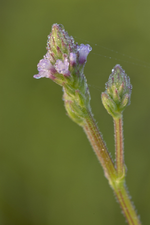 Verbena brasiliensis