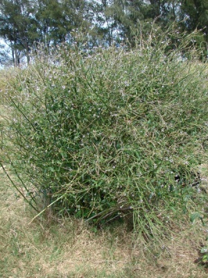 Verbena litoralis