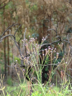 Verbena litoralis