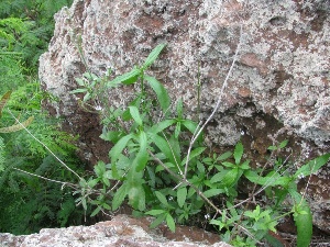 Verbena litoralis