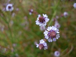 Verbena litoralis