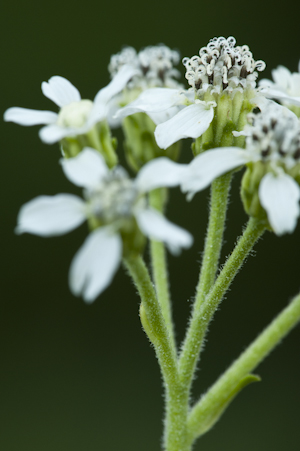 Verbesina virginica