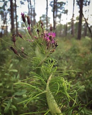 Vernonia angustifolia