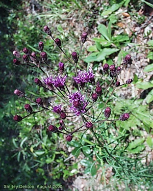 Vernonia angustifolia