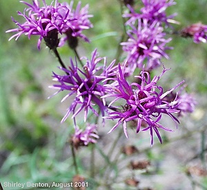 Vernonia angustifolia