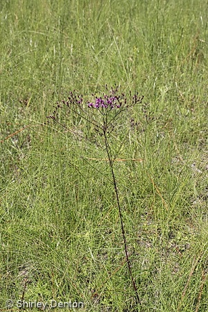 Vernonia angustifolia