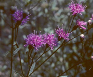 Vernonia blodgettii