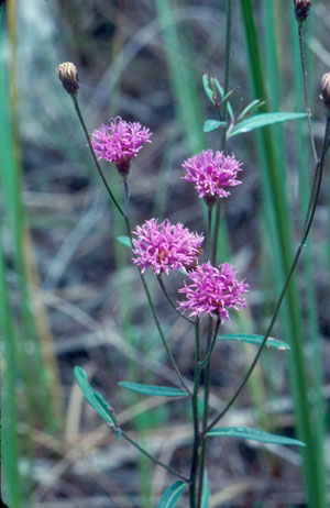 Vernonia blodgettii