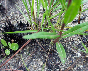 Vernonia blodgettii