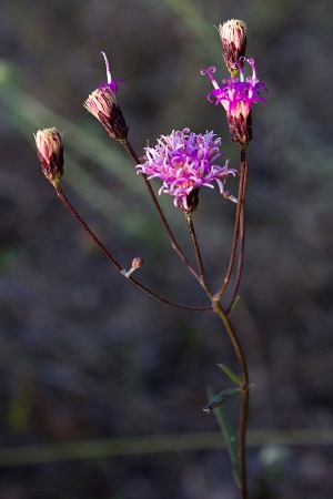 Vernonia blodgettii