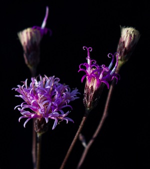 Vernonia blodgettii