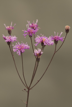 Vernonia blodgettii