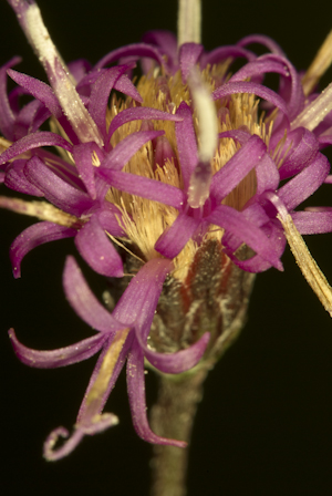 Vernonia blodgettii