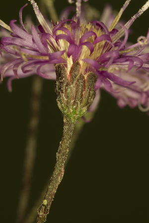 Vernonia blodgettii